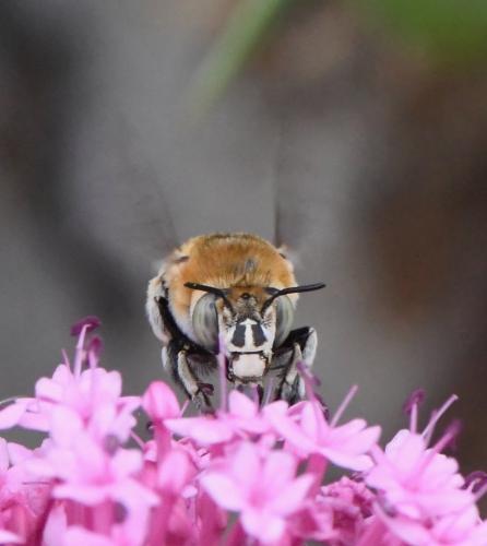 Réf. 234 412 : Amegilla quadrifasciata